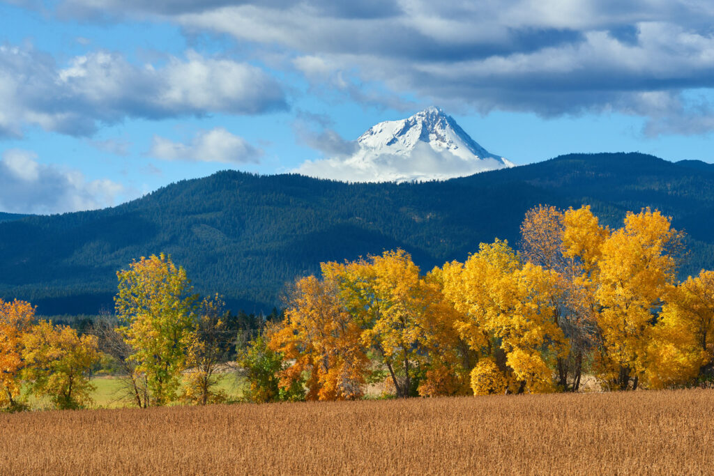 Mt Hood in the background, autinm trees, a golden field in the foreground.