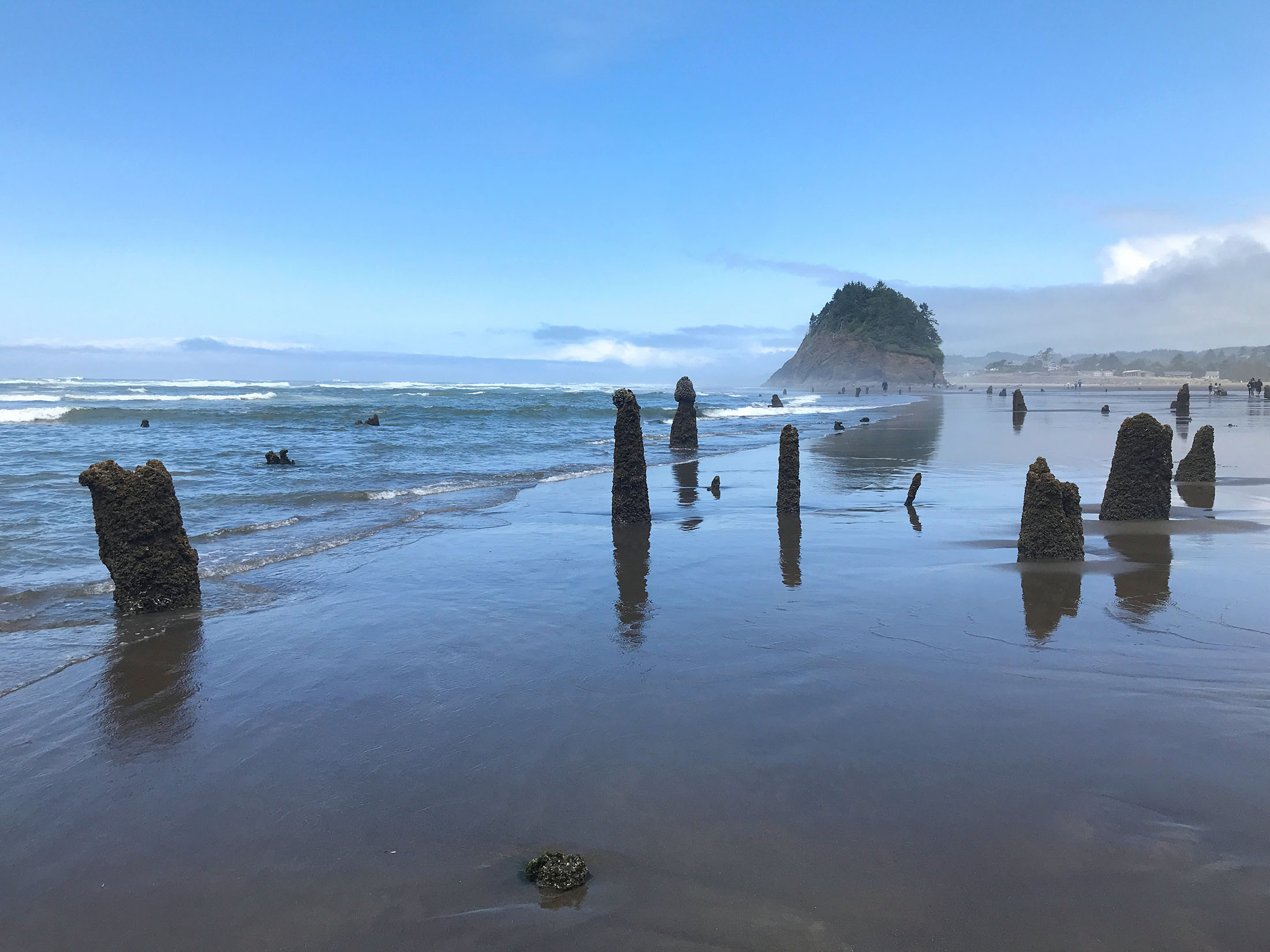 A "ghost forest" on the Oregon Coast, dead strumps sticking out of the sand, the left overs a forest that was submerged as a result of the last large subduction zone quake to hit the Pacific Northwest in 1750.